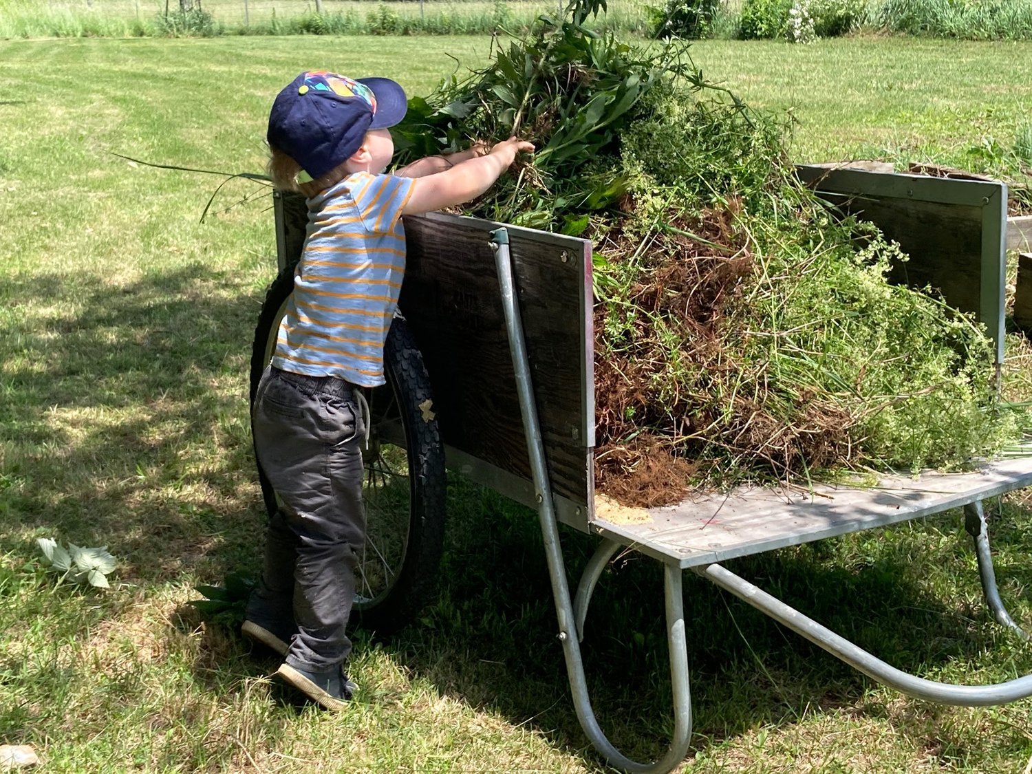 seedling cart.jpg